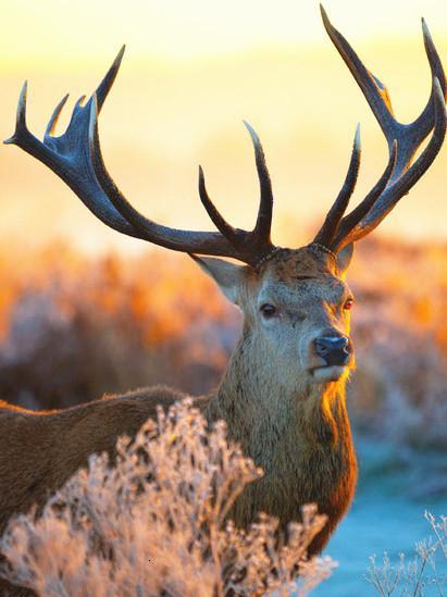 Red deer Paint by numbers