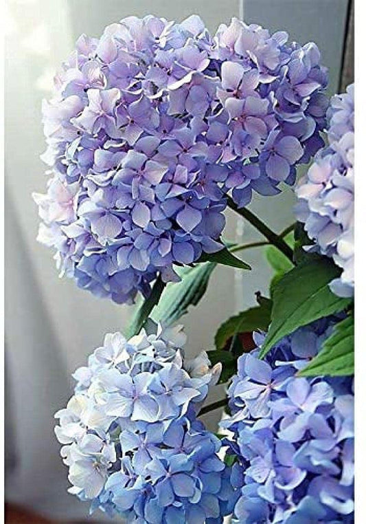 Lavender Paint by Numbers