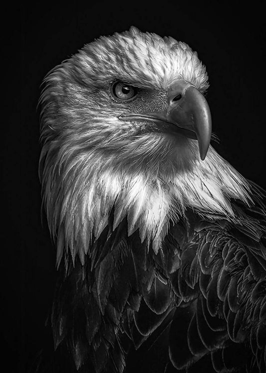 Owl Paint by Numbers