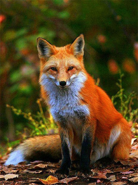 Fox Paint by Numbers