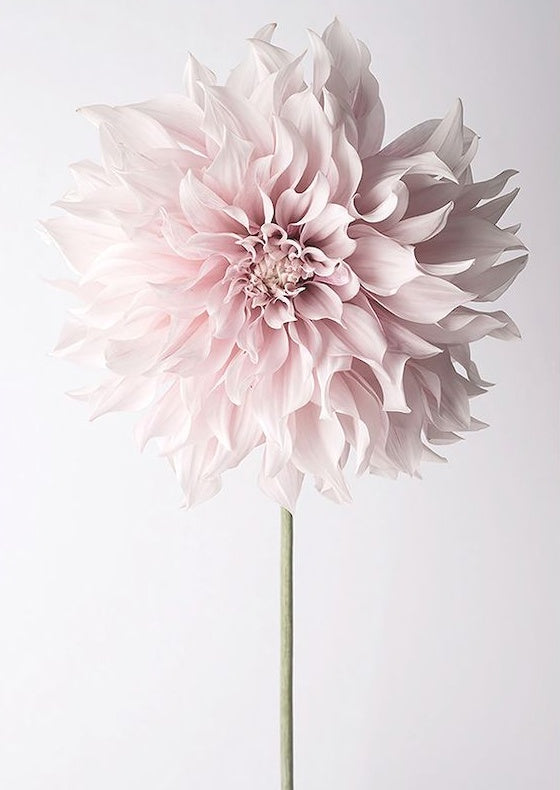 Flowers Paint by Numbers