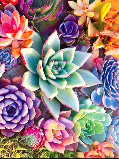 Peinture de succulentes par numéros
