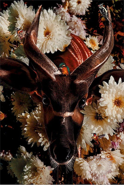 Little Daisy Paint by Numbers