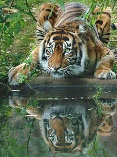 Tigre - Peinture par numéros