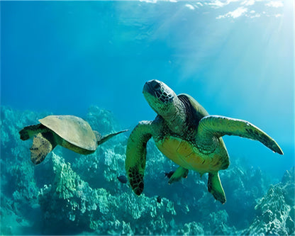 Peinture numérotée Tortue de mer