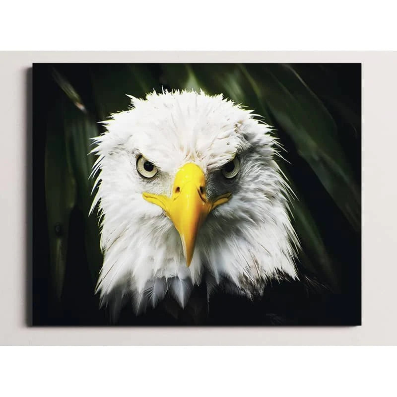 aigle Peinture par numéros