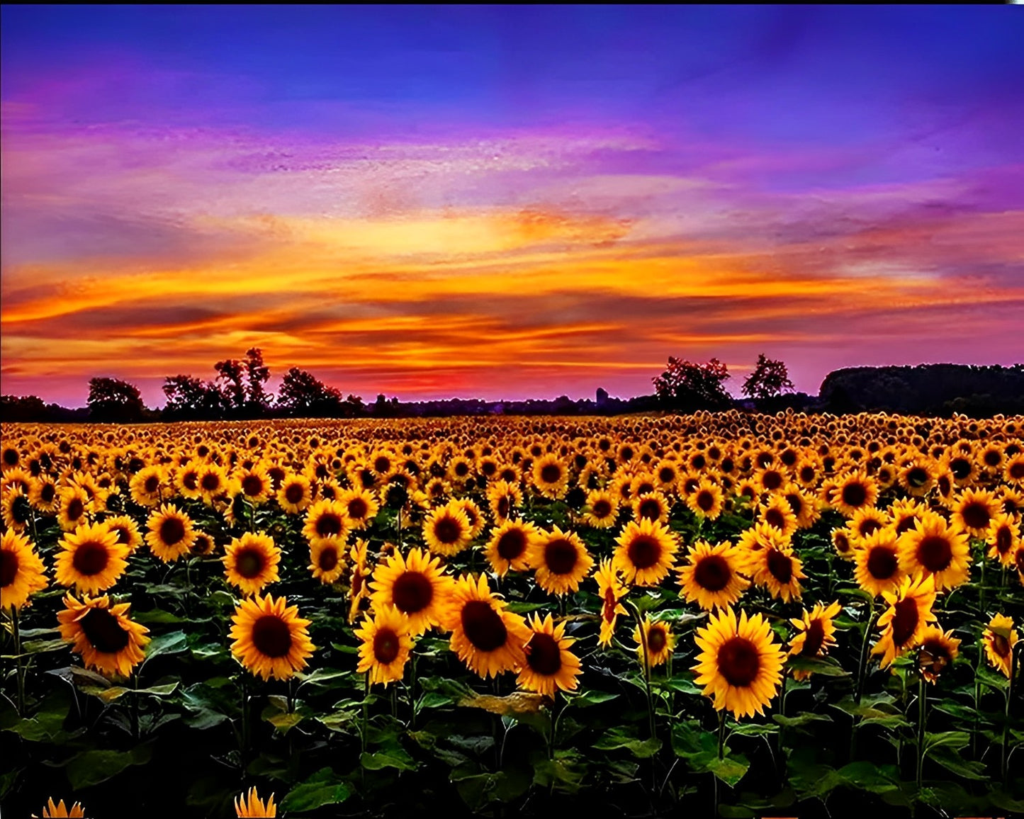 Sunflower Paint by Numbers