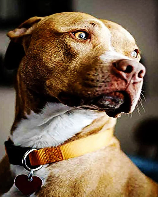 Peinture par numéros Chien jaune