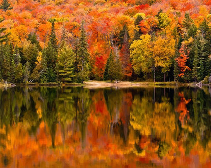 Petit bois au bord du lac Peinture par numéros