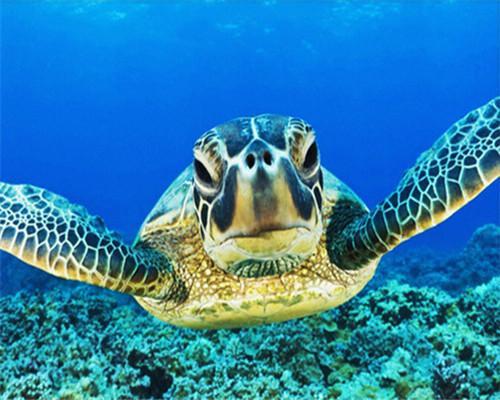 Schildkröten Malen nach Zahlen