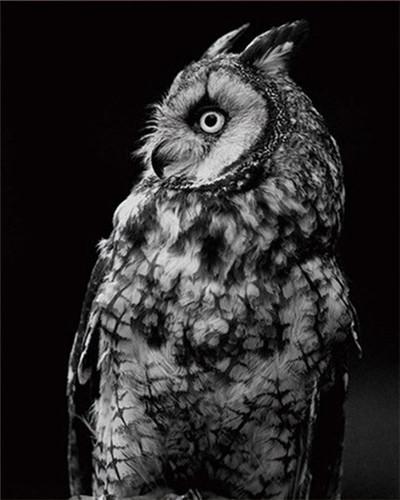 Oiseau noir   Peinture par numéros