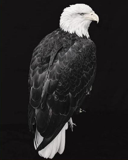 Eagle Paint by Numbers