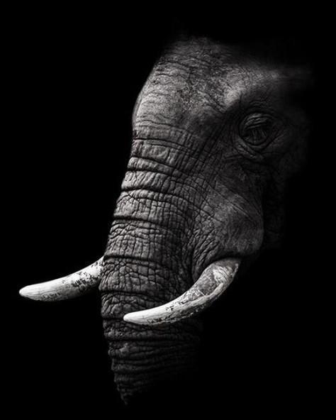 Elephant Paint by Numbers