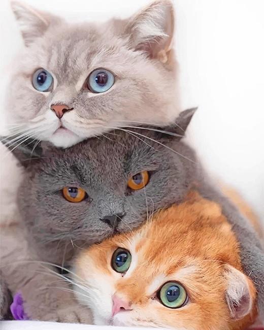 Famille de chats Peinture par numéros