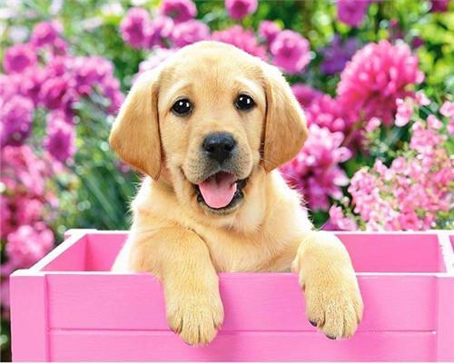 yellow puppy paint by numbers