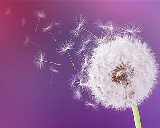 Dandelion Paint by Numbers