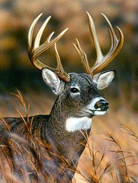 Sika, Cerf élaphe, Peinture par numéros