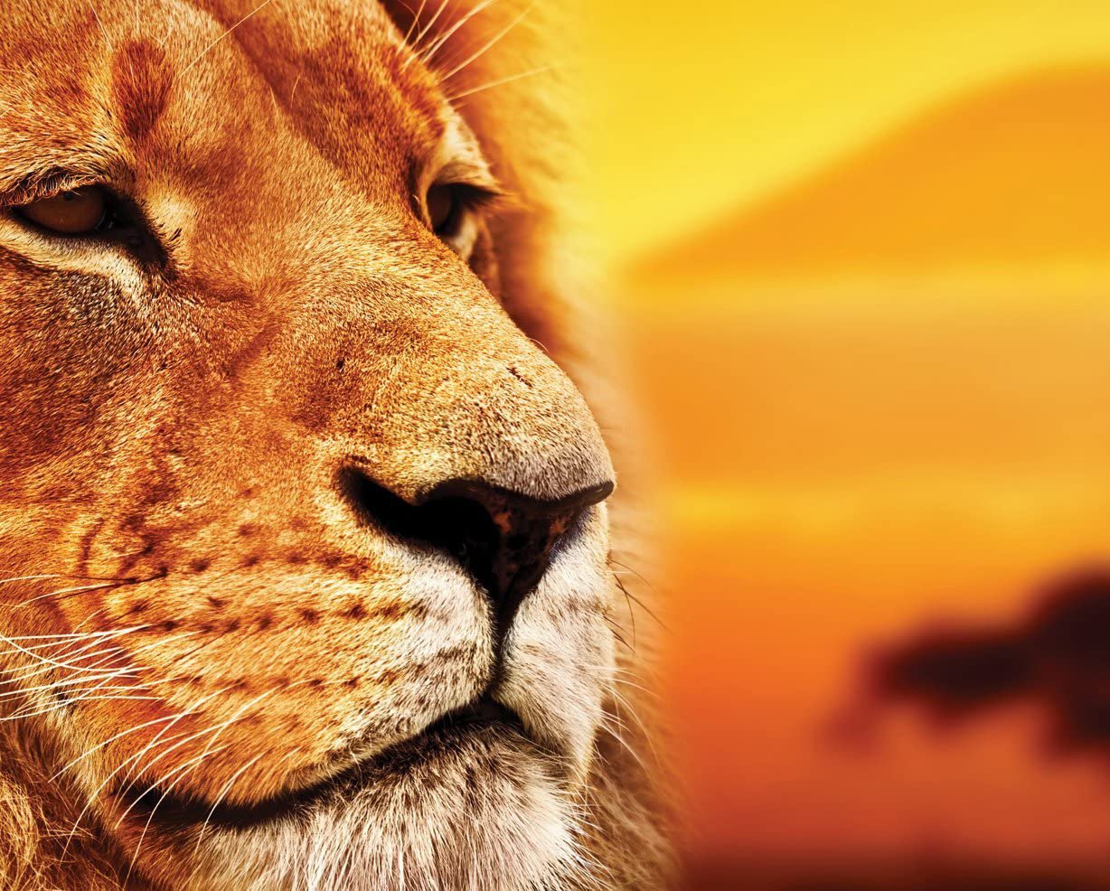 Lion – Peinture par numéros