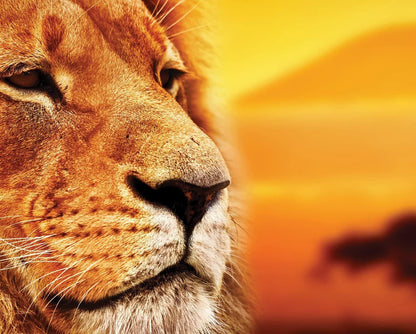 Lion – Peinture par numéros