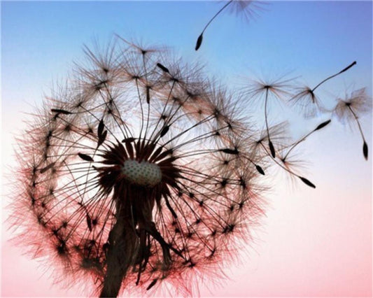 Dandelion Paint by Numbers
