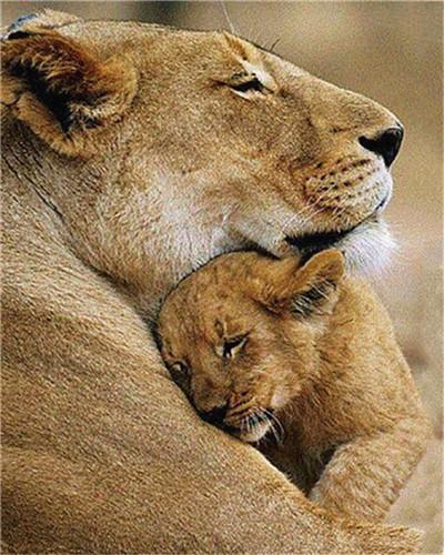 Lion Paint by Numbers