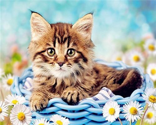 Cat Paint by Numbers