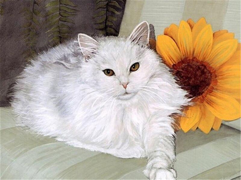Peinture par numéros Chat blanc