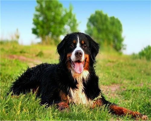 Puppy Paint by Numbers