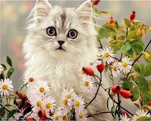 Cat Paint by Numbers